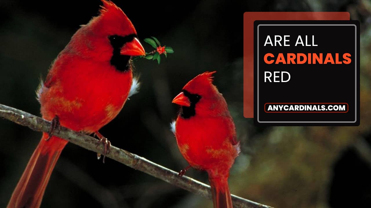Are All Cardinals Red?