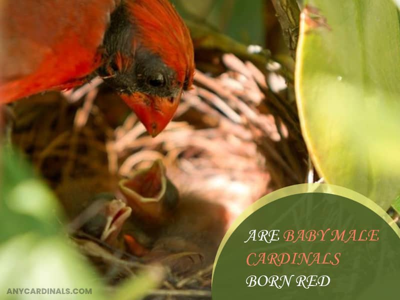 Are Baby Male Cardinals Born Red