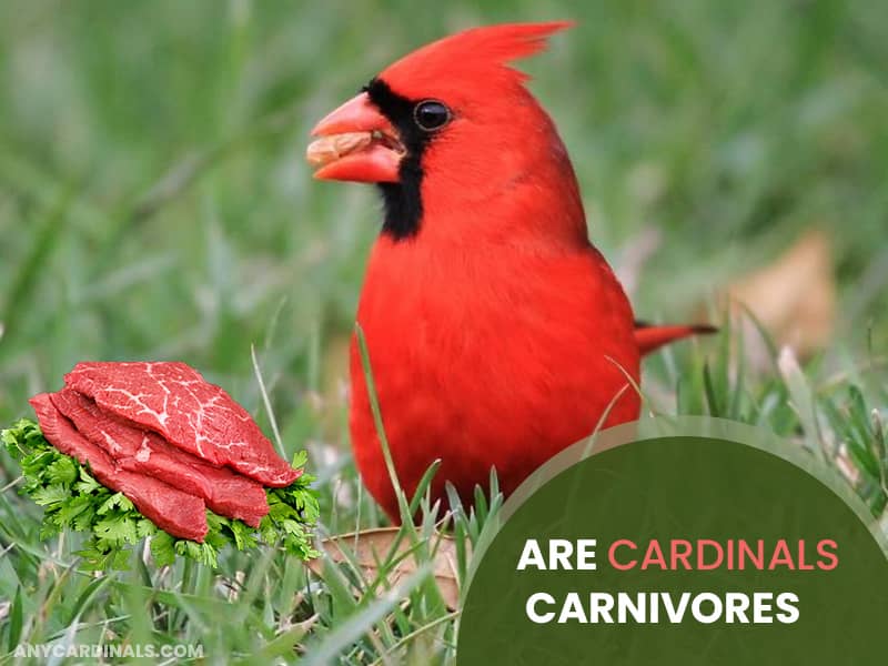 Are Cardinals Carnivores