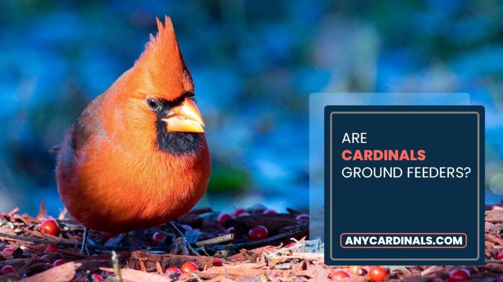 Are Cardinals Ground Feeders