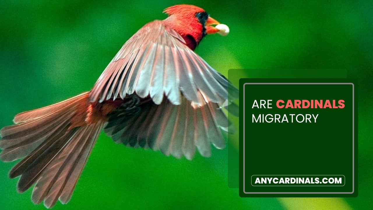 Are Cardinals Migratory