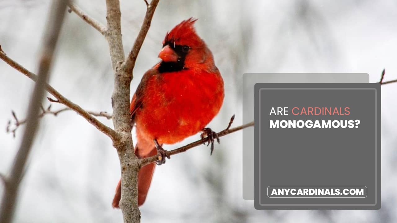Are Cardinals Monogamous