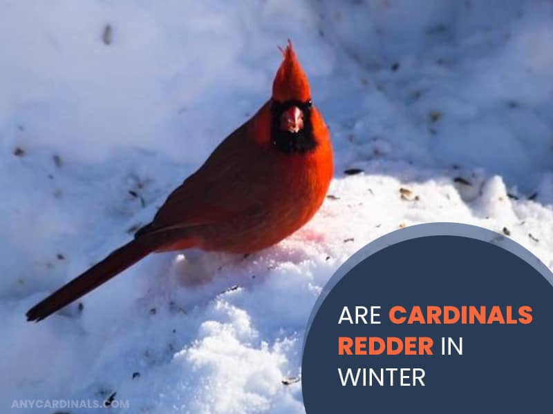 Are Cardinals Redder In Winter