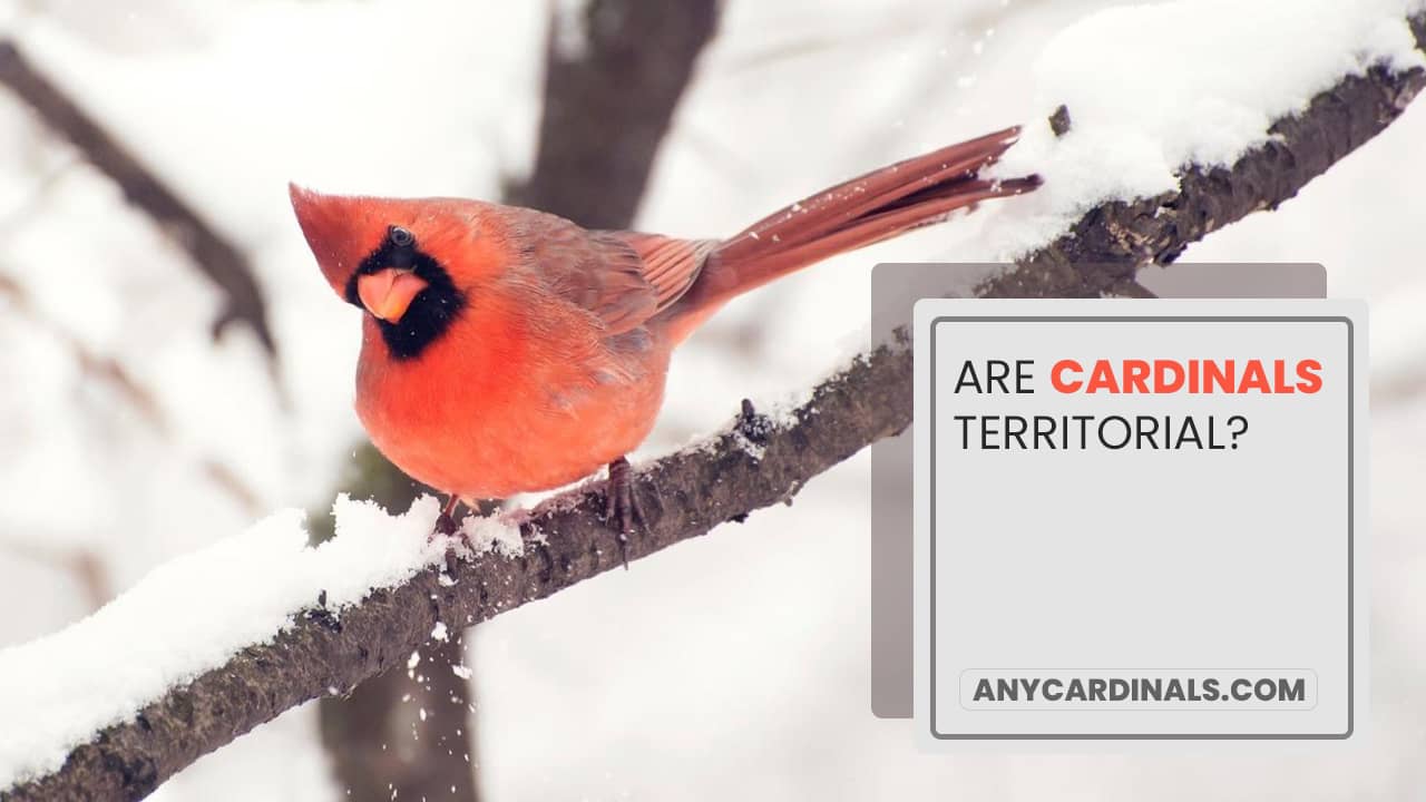 Are Cardinals Territorial