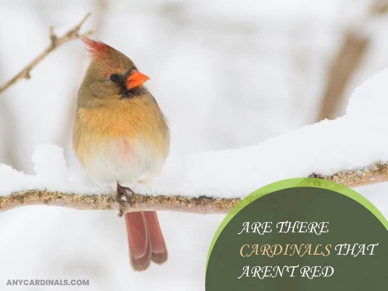 Are There Cardinals That Aren't Red