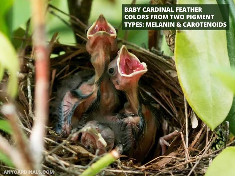 Baby cardinals feather colors from two pigment types: Melanin and carotenoids