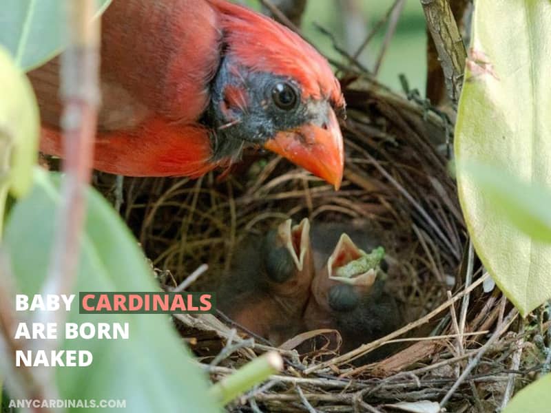 Baby cardinals are born naked