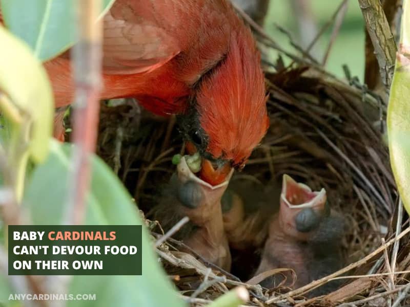 Baby cardinals can't devour food on their own