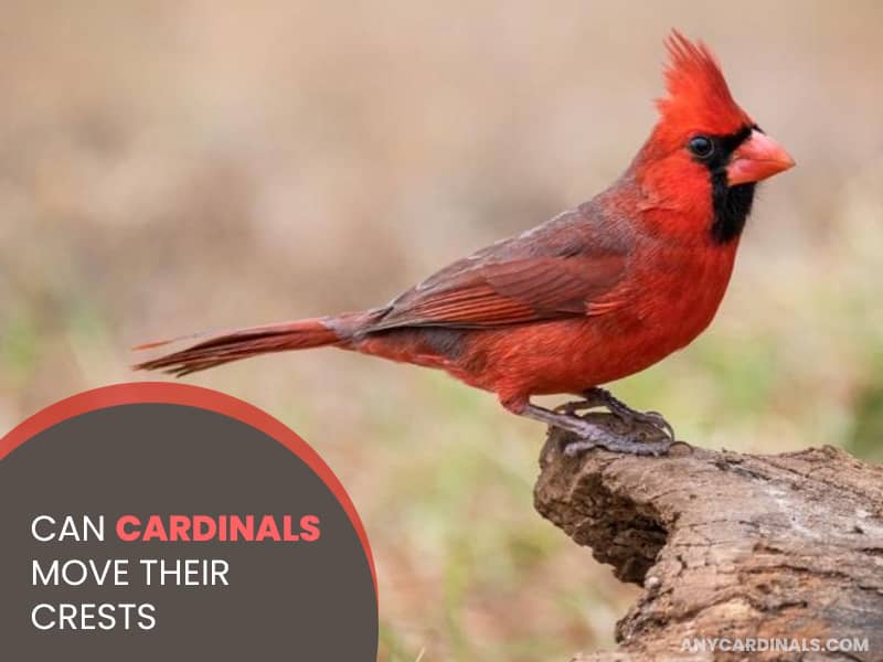 Can Cardinals Move Their Crests
