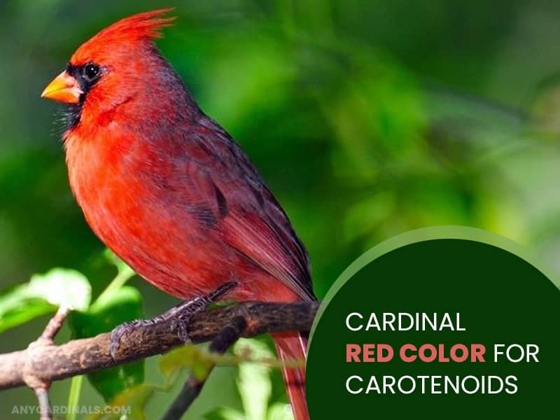Cardinal Red Color for Carotenoids