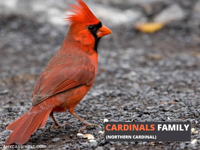 Northern Cardinal Family