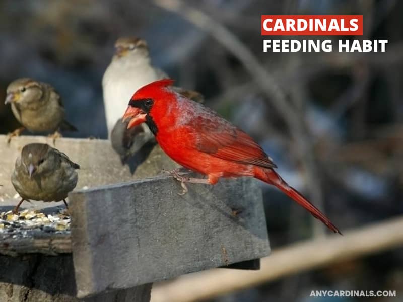Cardinals Feeding Habit