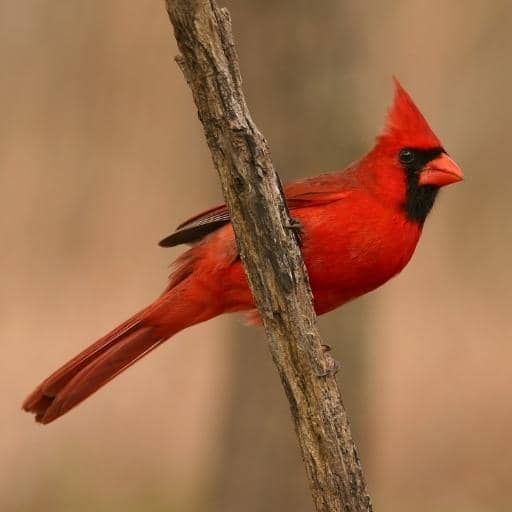 Cardinals Identification | Any Cardinals