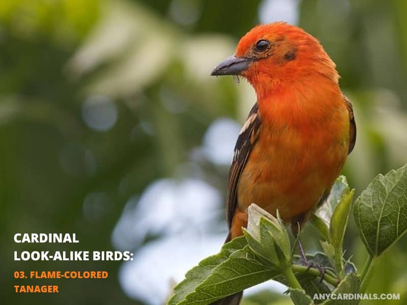 Cardinals Look Like Flame-Colored Tanager
