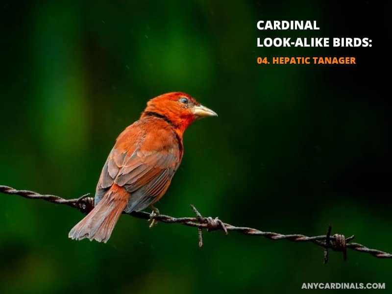 Cardinals Look Like Hepatic Tanager