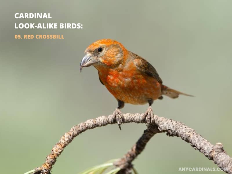 Cardinals Look Like Red Crossbill