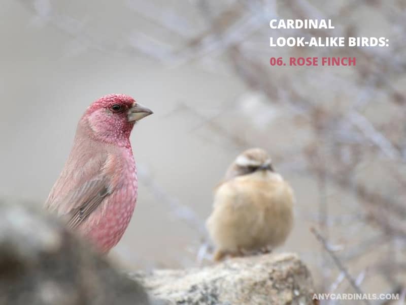 Cardinals Look Like Rose Finch