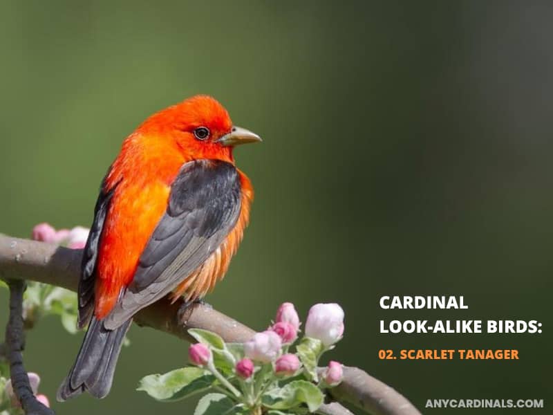 Cardinals Look Like Scarlet Tanager