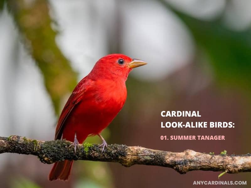 Cardinals Look Like Summer Tanager