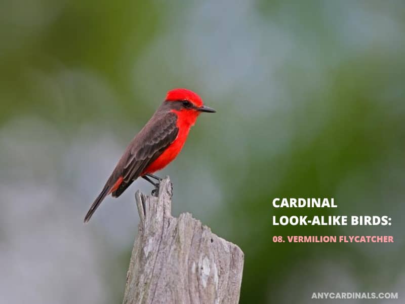 Cardinals Look Like Vermilion Flycatcher