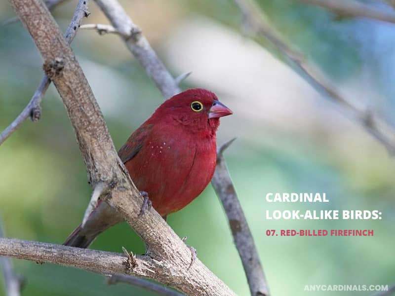 Cardinals Look Like Red-Billed Firefinch