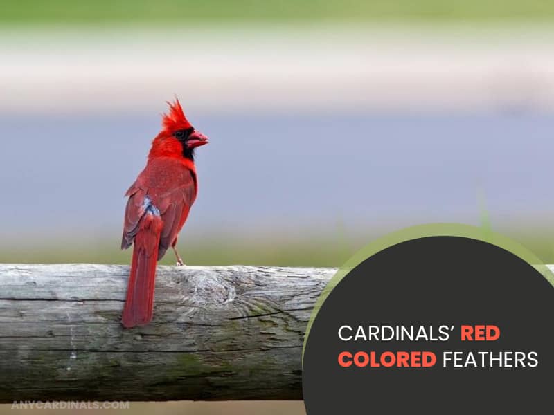 Cardinals’ Red Colored Feathers