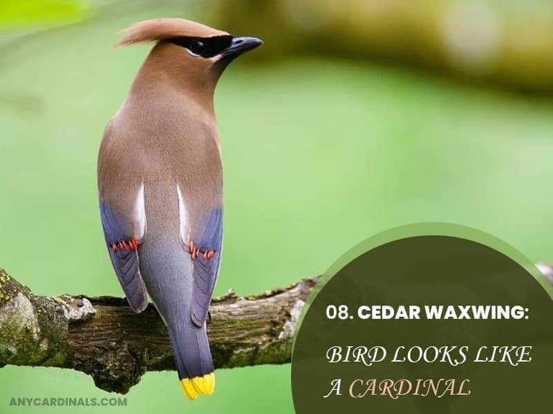 Cedar Waxwing That Look Like Cardinals