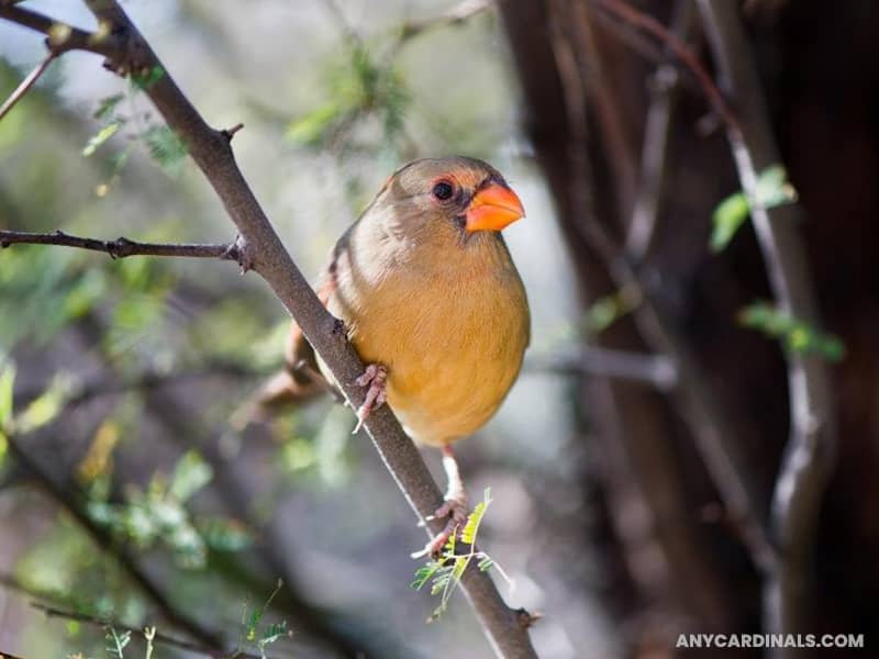 Desert Cardinal