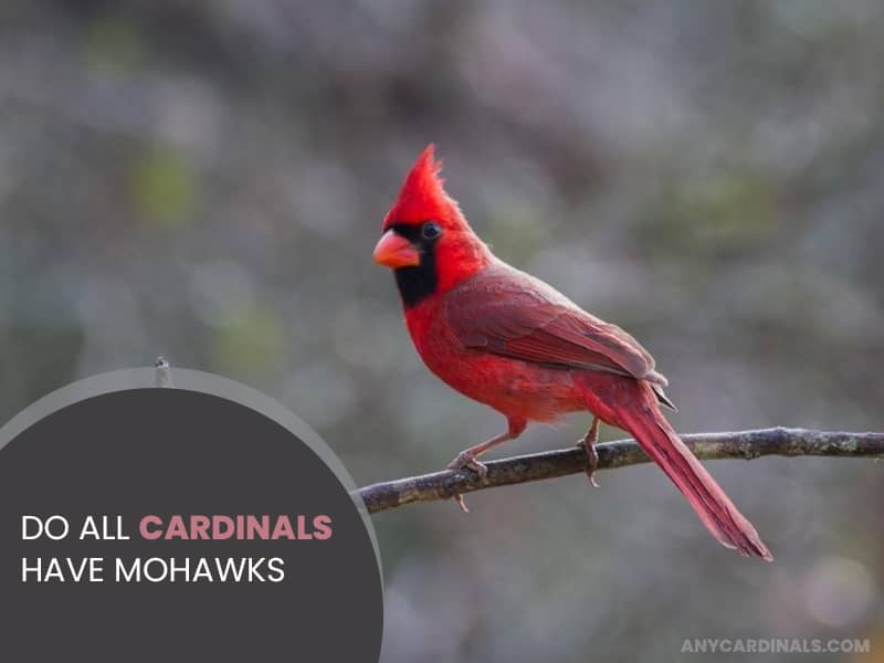 Do All Cardinals Have Mohawks