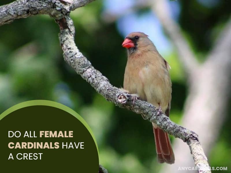 Do All Female Cardinals Have A Crest