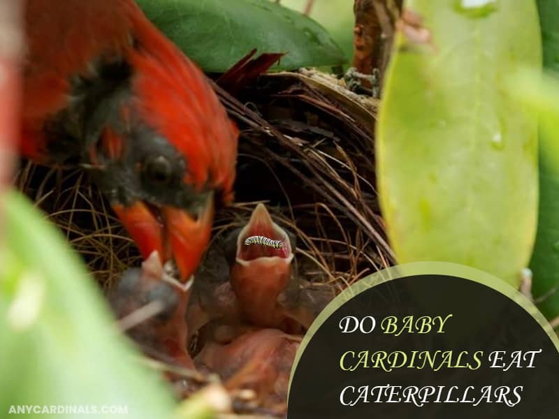Do Baby Cardinals Eat Caterpillars