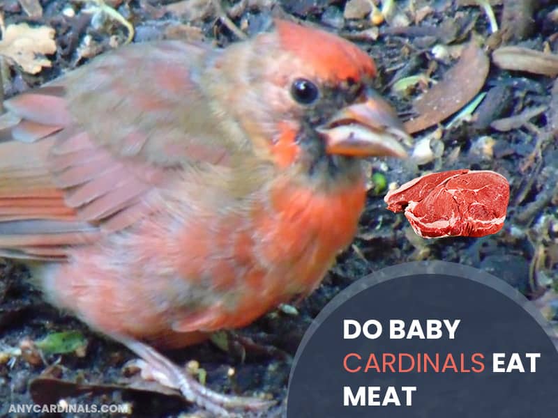 Do Baby Cardinals Eat Meat