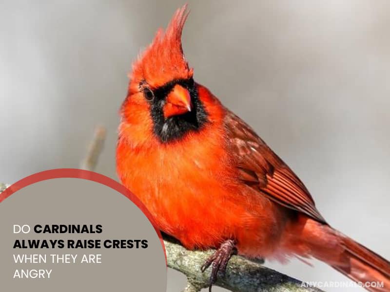 Do Cardinals Always Raise Crests When They Are Angry