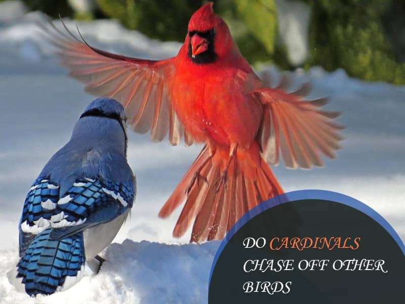 Do Cardinals Chase Off Other Birds