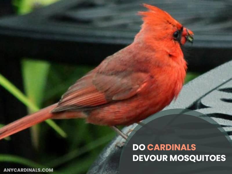 Do Cardinals Devour Mosquitoes