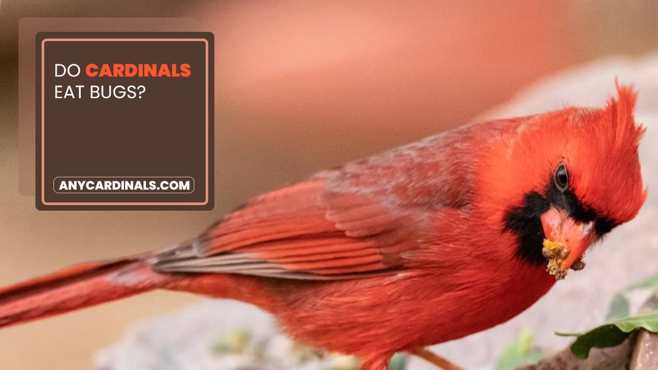 Do Cardinals Eat Bugs