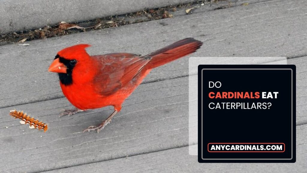 Do Cardinals Eat Caterpillars