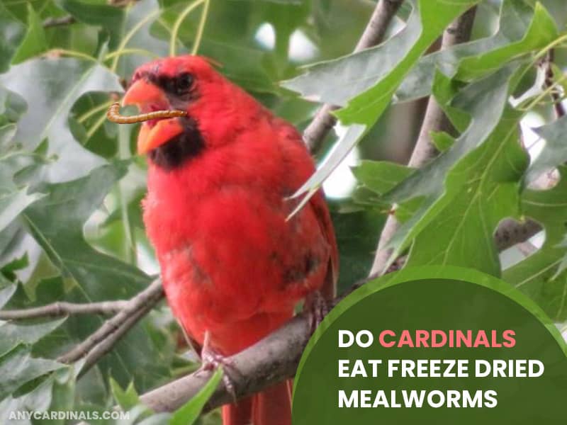 do cardinals eat dried mealworms