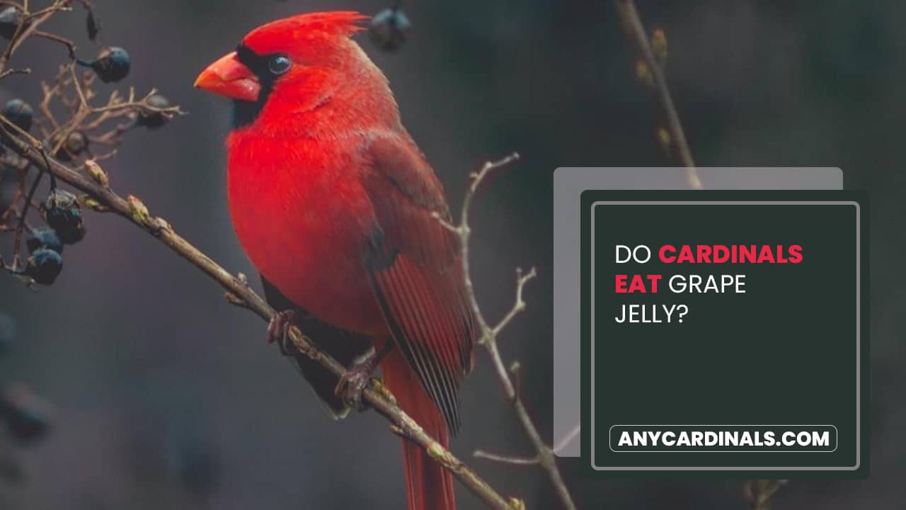 cardinals eating grape jelly