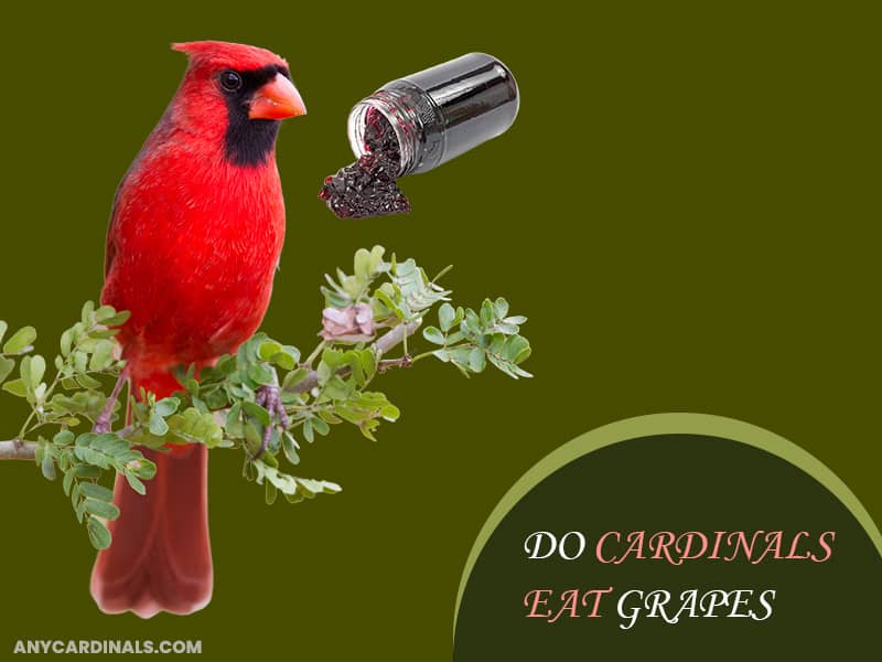 cardinals eating grape jelly