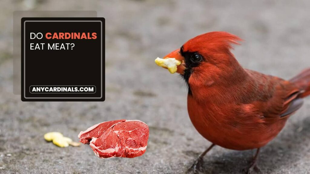 Do Cardinals Eat Meat
