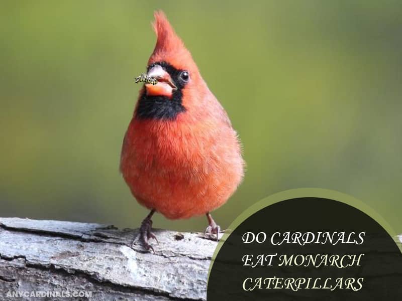 Do Cardinals Eat Monarch Caterpillars