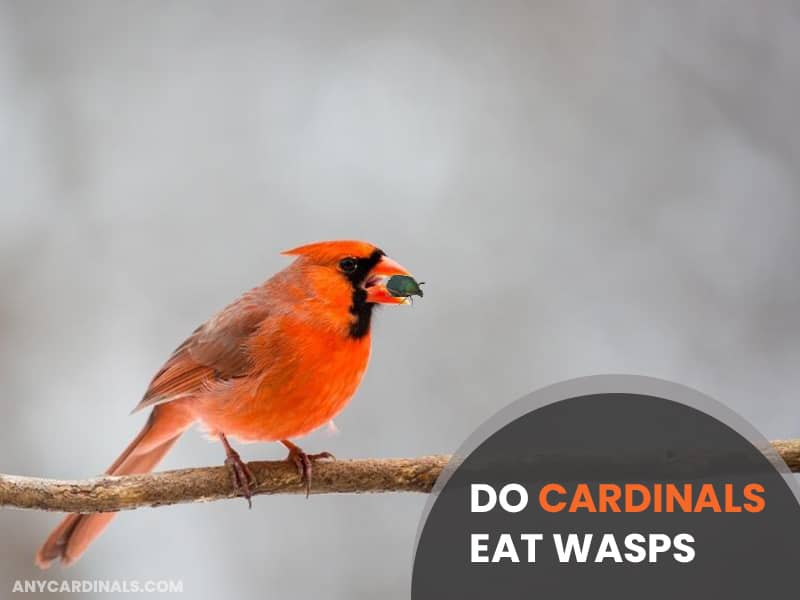 Do Cardinals Eat Wasps