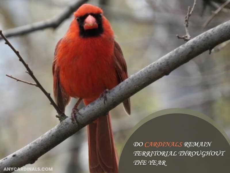 Do Cardinals Remain Territorial Throughout The Year