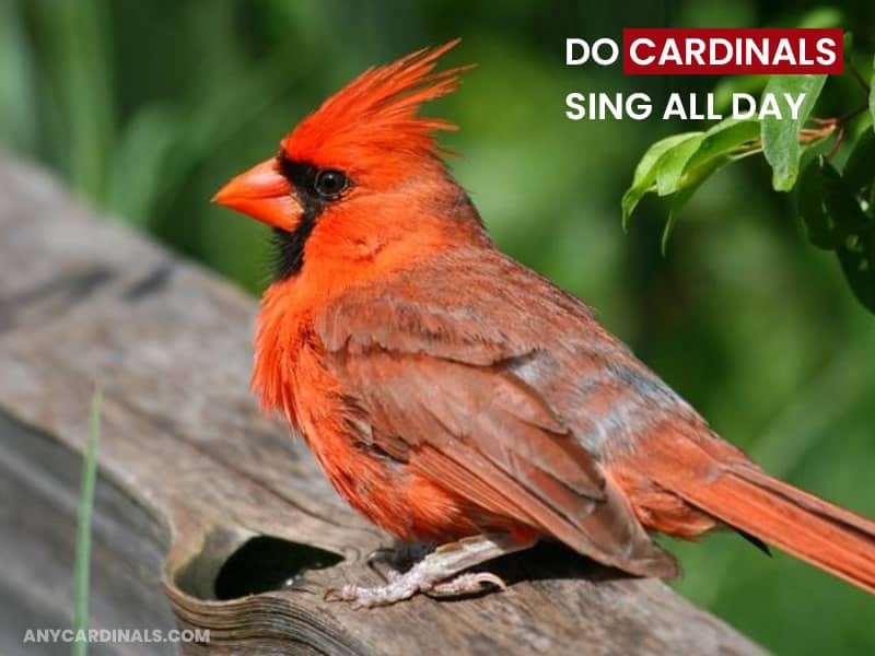 Do Cardinals Sing All Day
