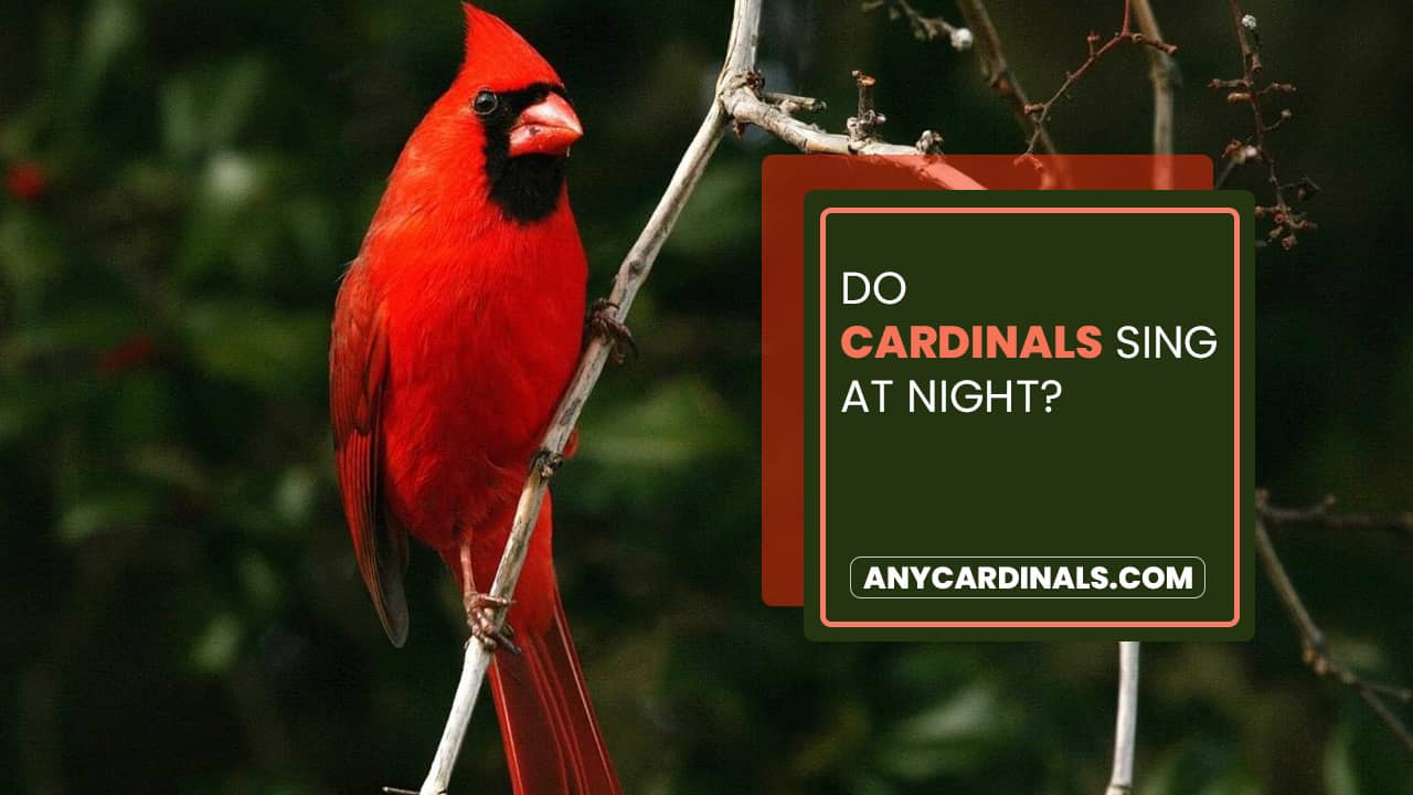 Do Cardinals Sing At Night