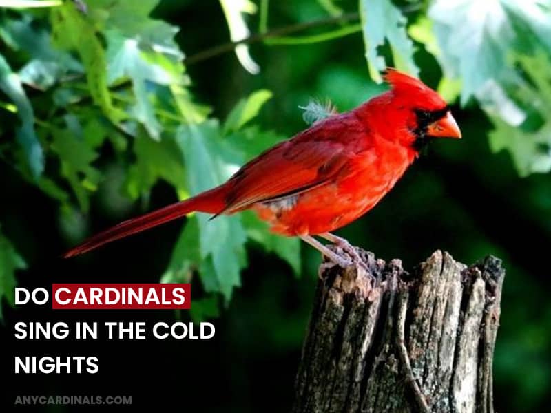 Do Cardinals Sing In The Cold Nights