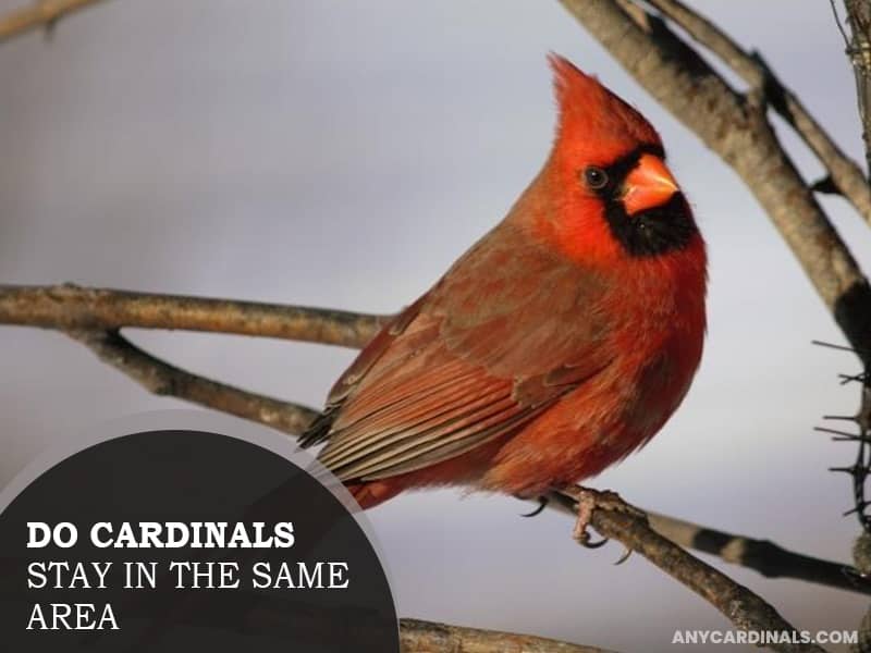 Do Cardinals Stay In The Same Area