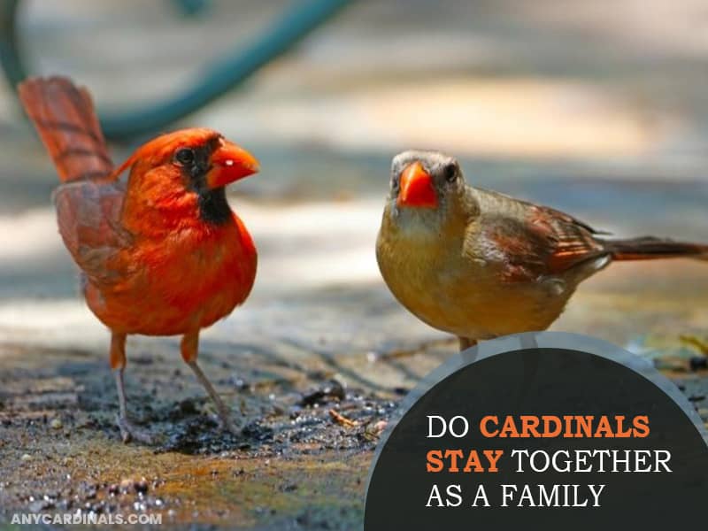 Do Cardinals Stay Together As A Family