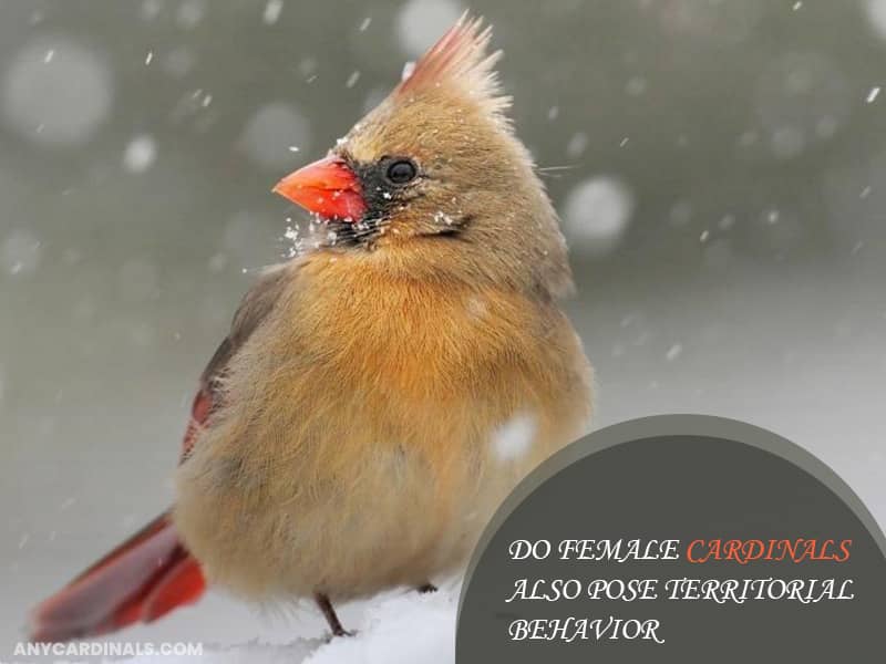 Do Female Cardinals Also Pose Territorial Behavior